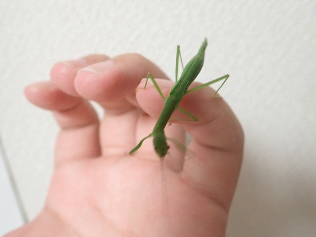 f:id:polipG:20180822232712j:image f:id:polipG:20180822232712j:image