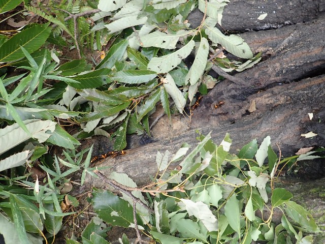 f:id:polipG:20180912003612j:image f:id:polipG:20180912003612j:image