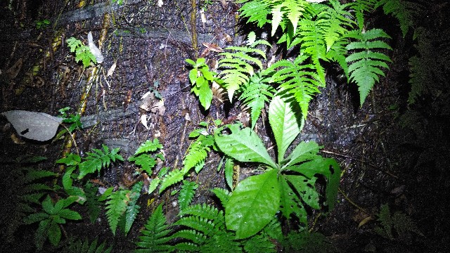 f:id:polipG:20200112080719j:image