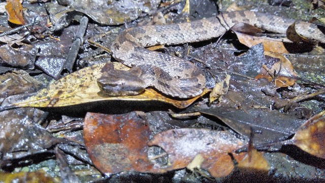 f:id:polipG:20200112081312j:image