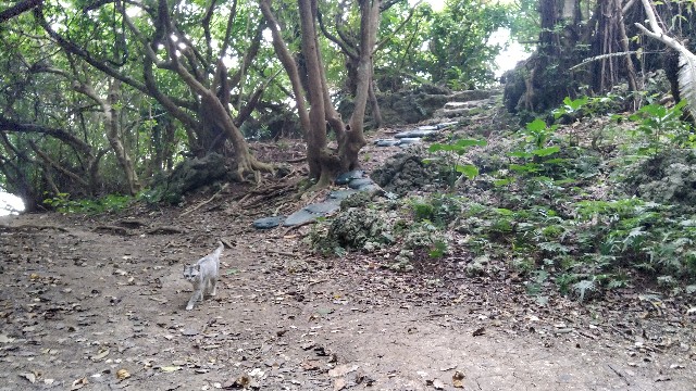 f:id:polipG:20200114152738j:image