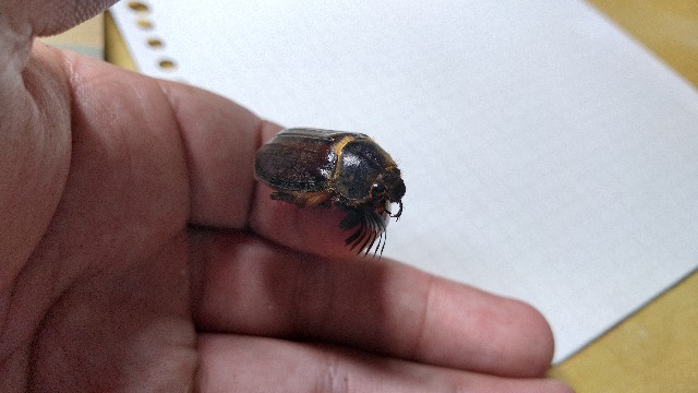 f:id:polipG:20200221192436j:image