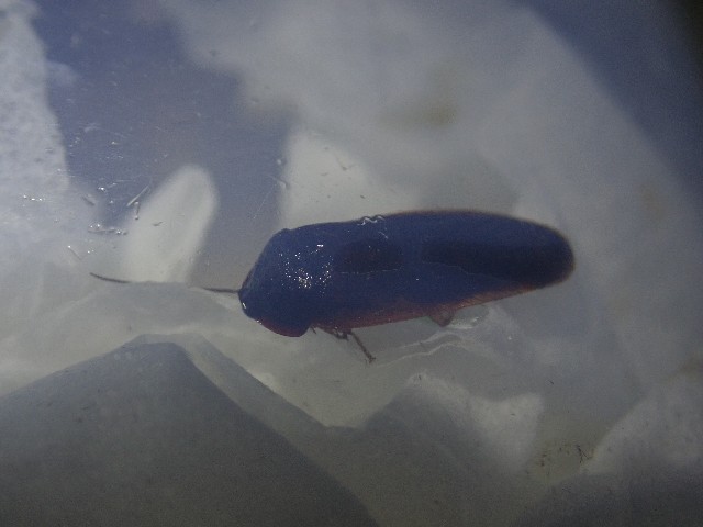 f:id:polipG:20200711233602j:image