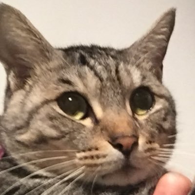 f:id:polkasha:20190403143020j:plain