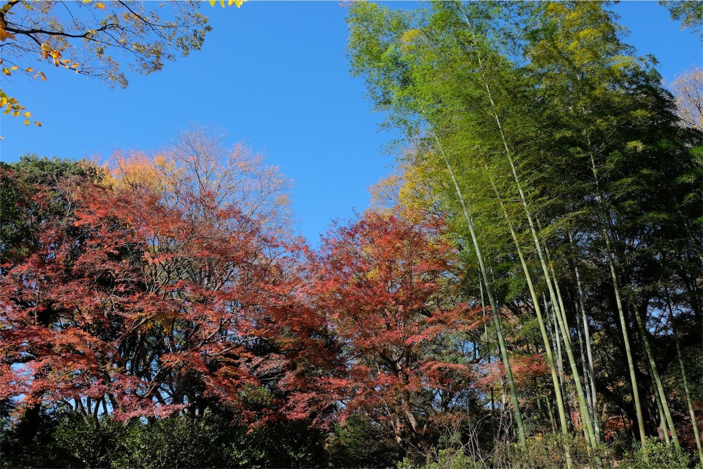 f:id:pollyanna:20171209081056j:image