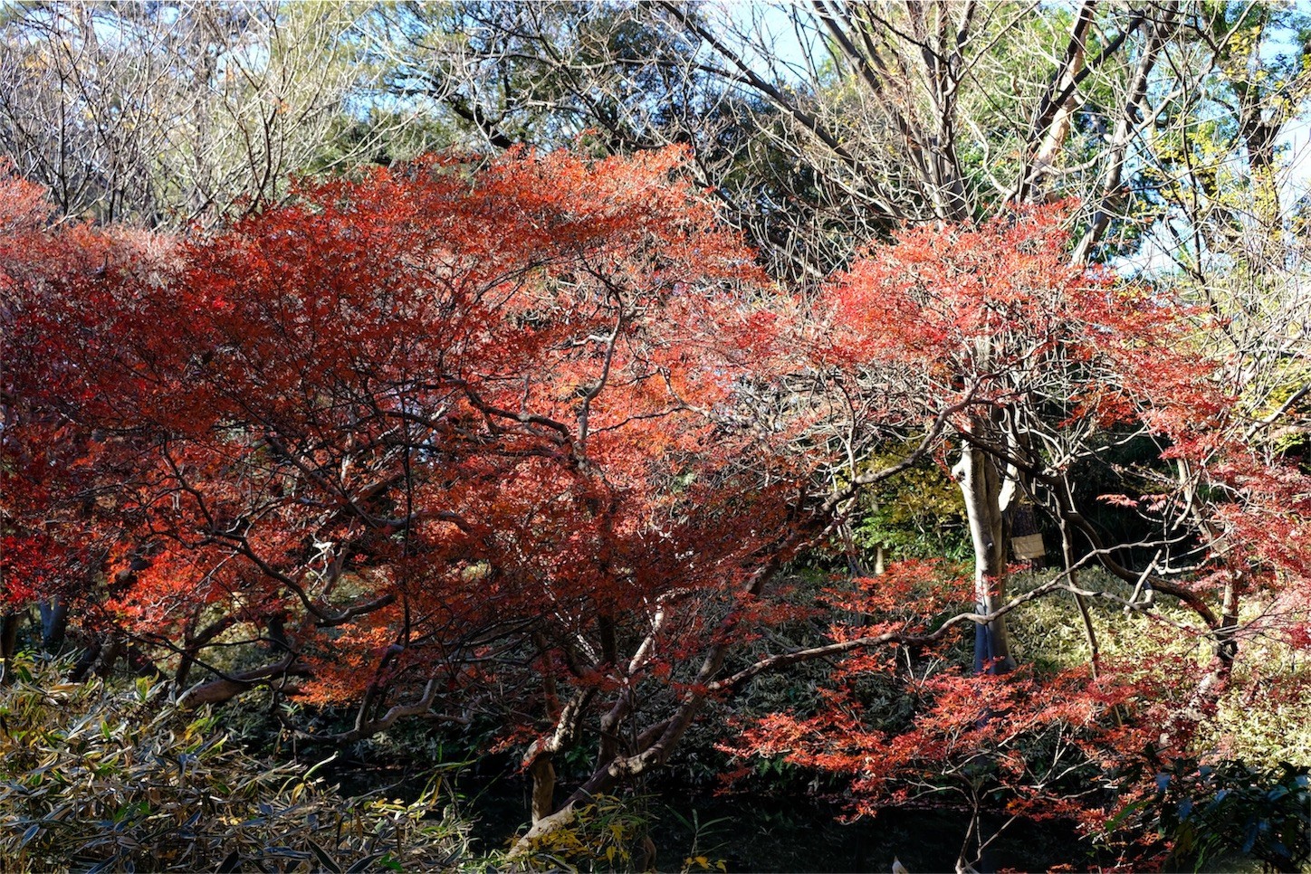 f:id:pollyanna:20171209081313j:image