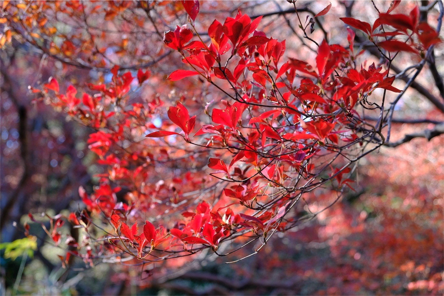 f:id:pollyanna:20171209081344j:image