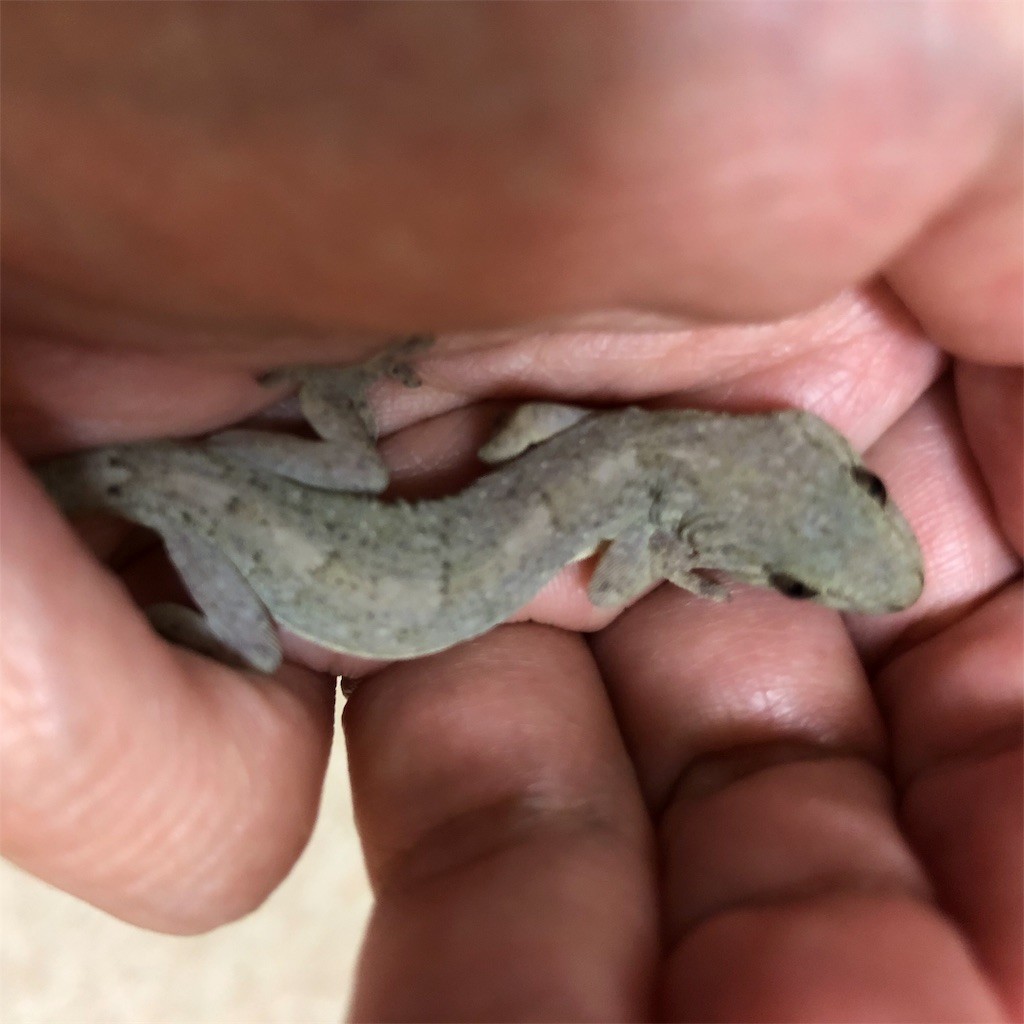 f:id:pollyanna:20190826210152j:image