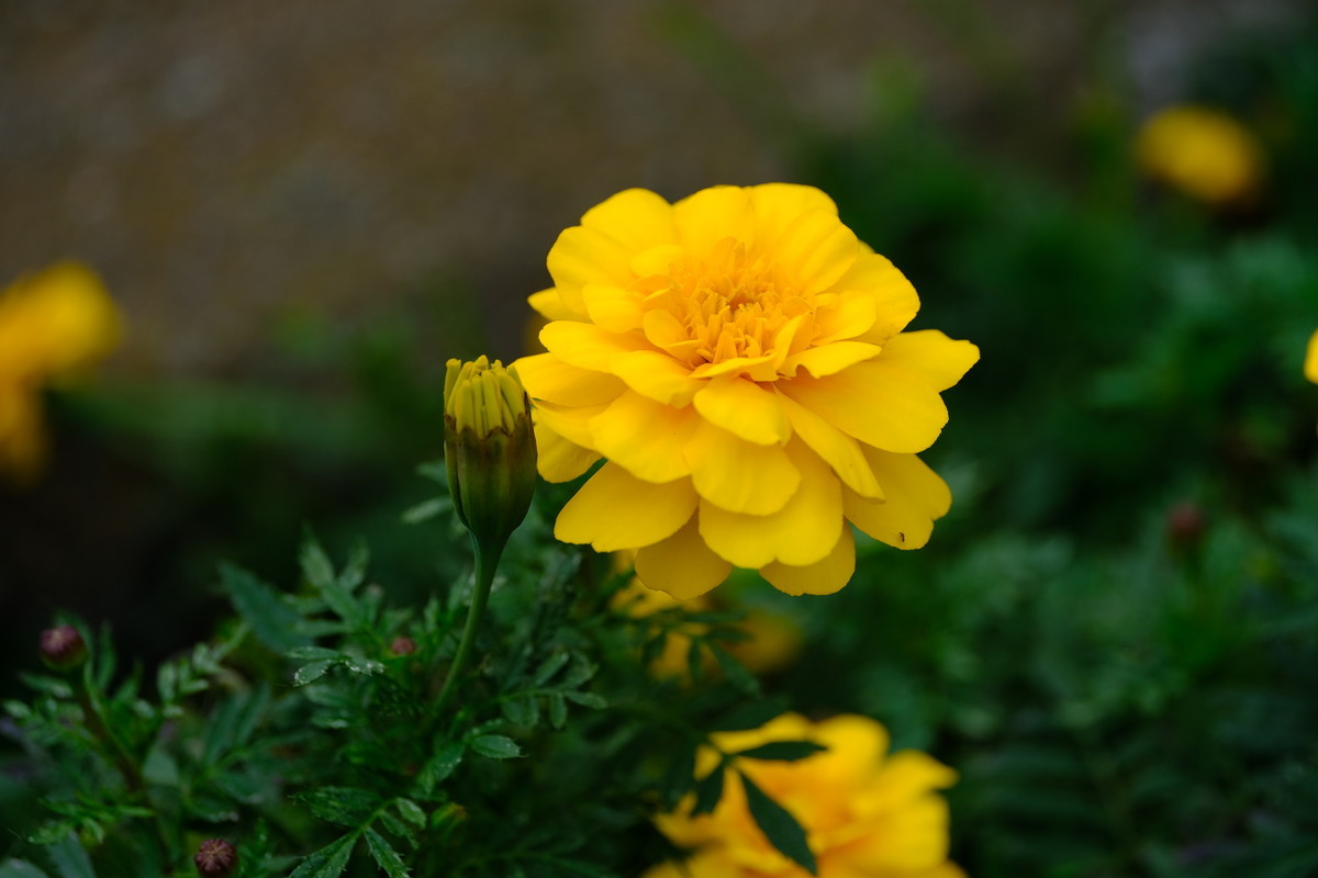 f:id:pollyanna:20191103113452j:plain