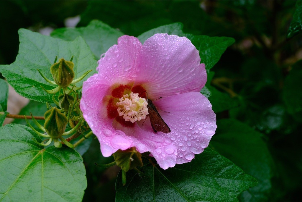 f:id:pollyanna:20200926190608j:plain