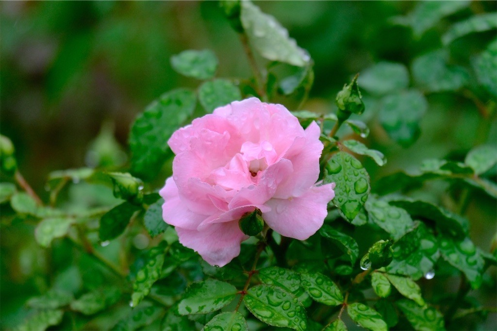 f:id:pollyanna:20200926194505j:plain