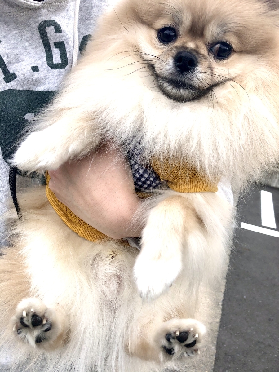 f:id:pomegoma:20191103104443j:plain f:id:pomegoma:20191103104443j:plain