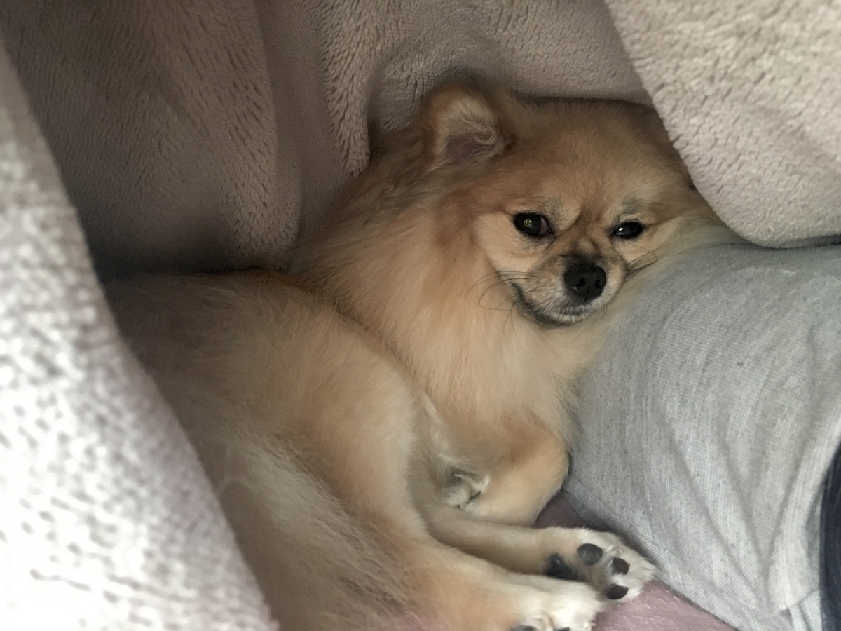 f:id:pomegoma:20191105104851j:plain f:id:pomegoma:20191105104851j:plain