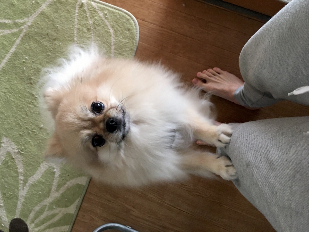 f:id:pomegoma:20191116110744j:plain