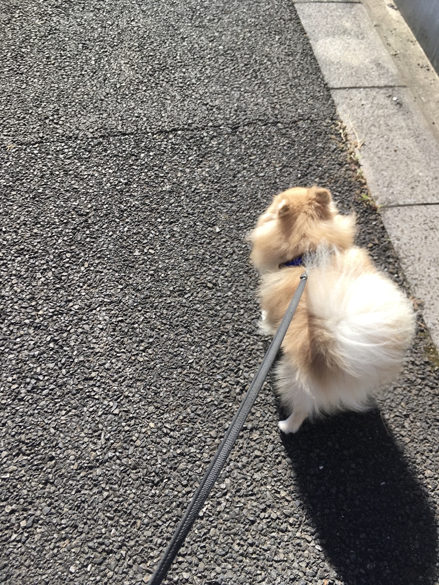 f:id:pomegoma:20191116110824j:plain