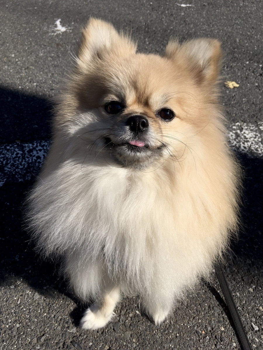 f:id:pomegoma:20191116110843j:plain