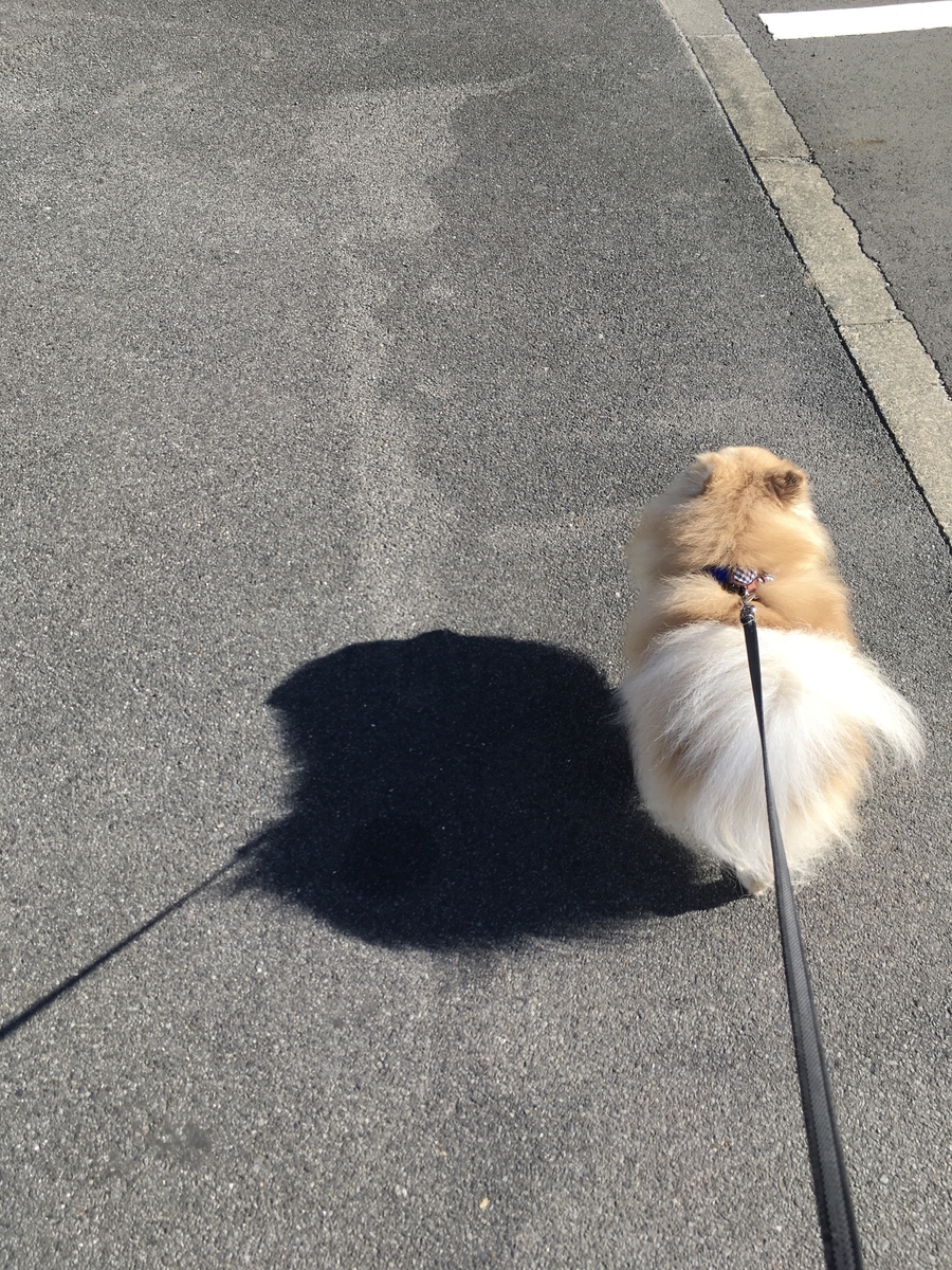 f:id:pomegoma:20191116110933j:plain