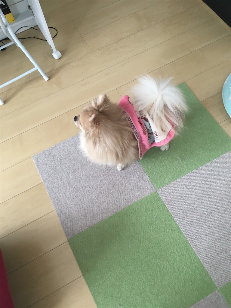 f:id:pomegoma:20210203140813j:image