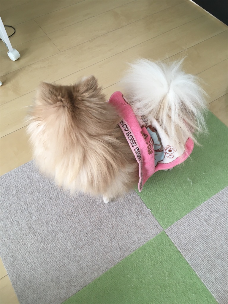 f:id:pomegoma:20210203140832j:image