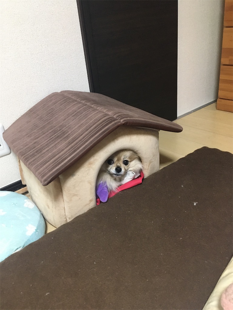 f:id:pomegoma:20210203141057j:image