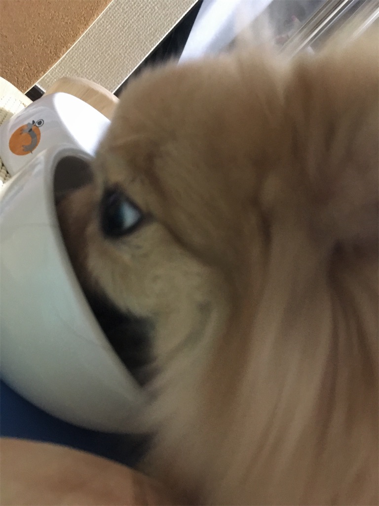 f:id:pomegoma:20210204212638j:image