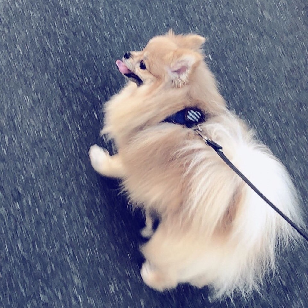 f:id:pomegoma:20210207100129j:image