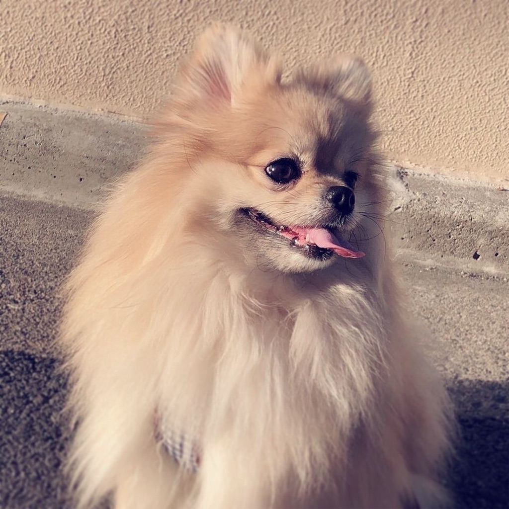 f:id:pomegoma:20210207100158j:image