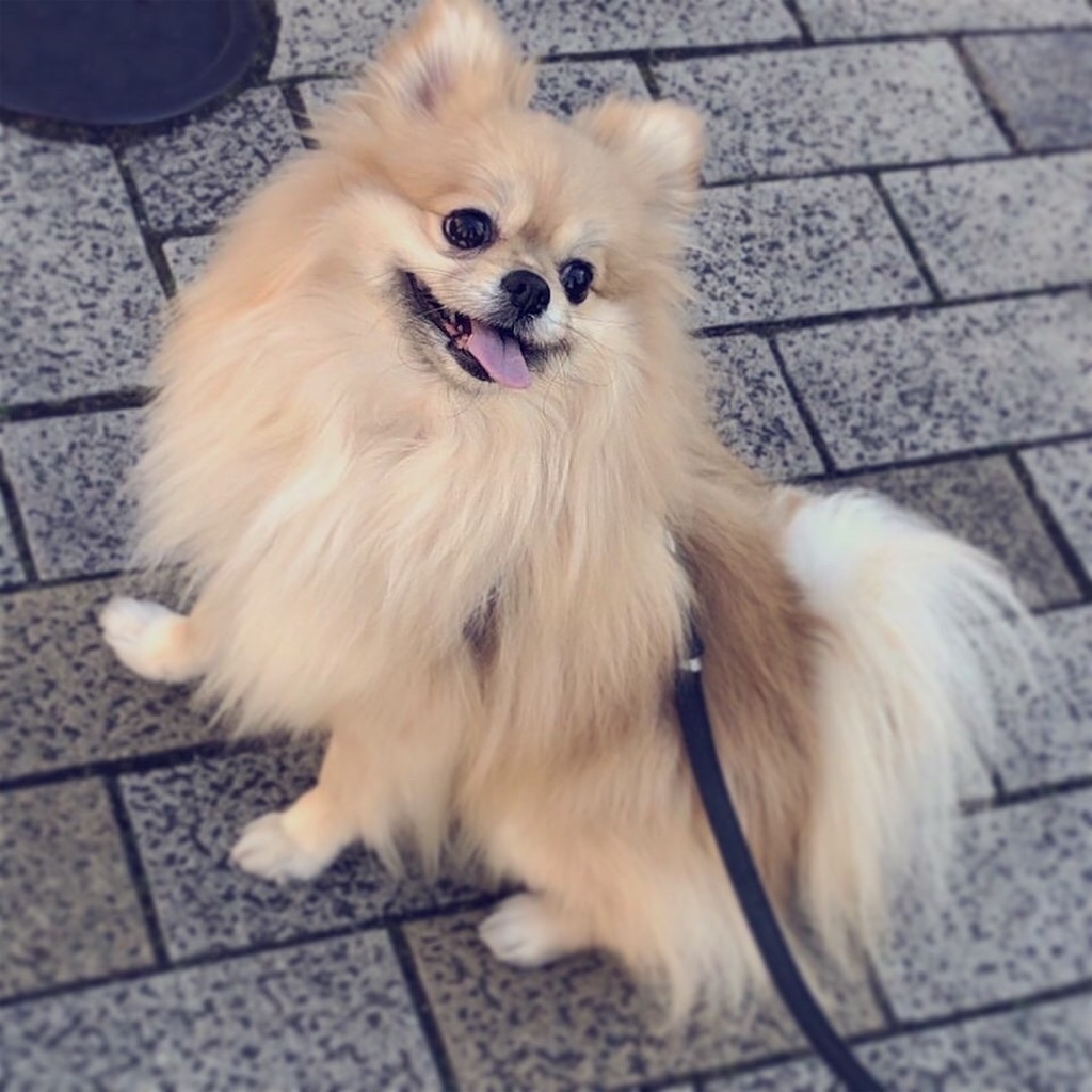 f:id:pomegoma:20210207100210j:image