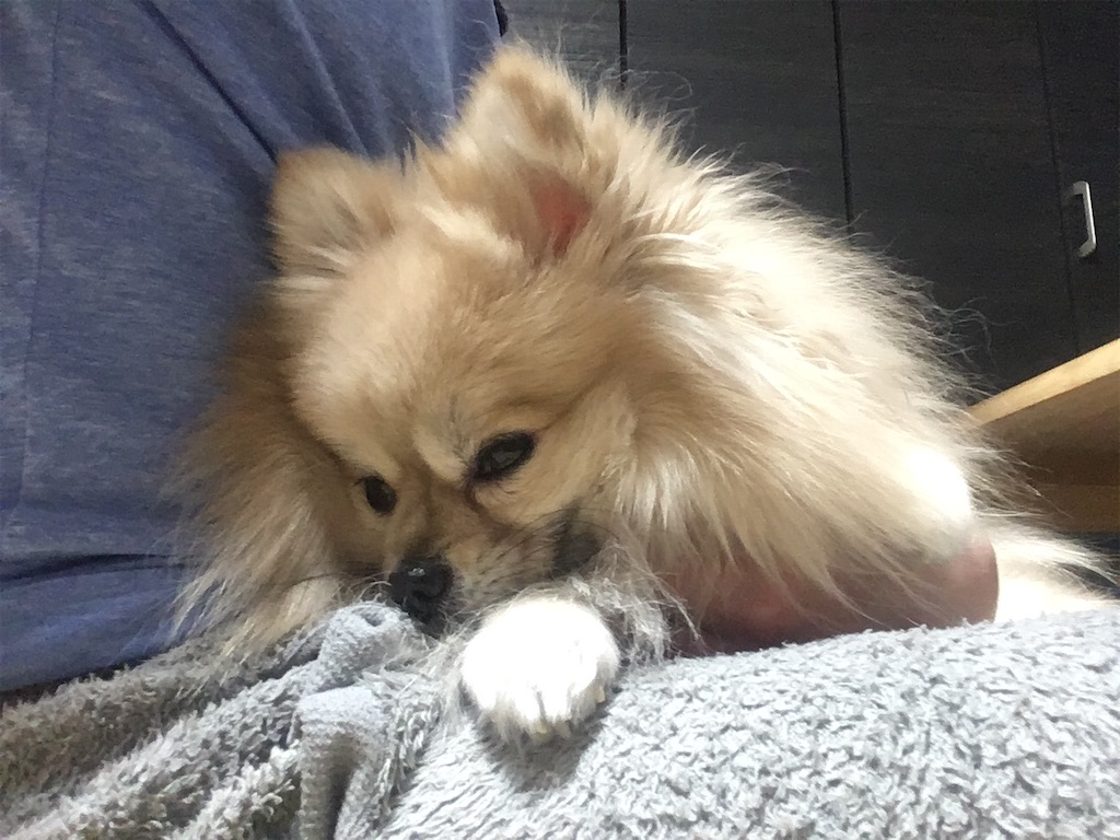 f:id:pomegoma:20210208182132j:image