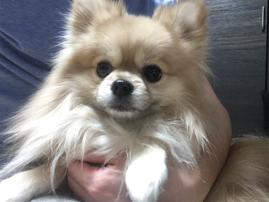 f:id:pomegoma:20210208182145j:image