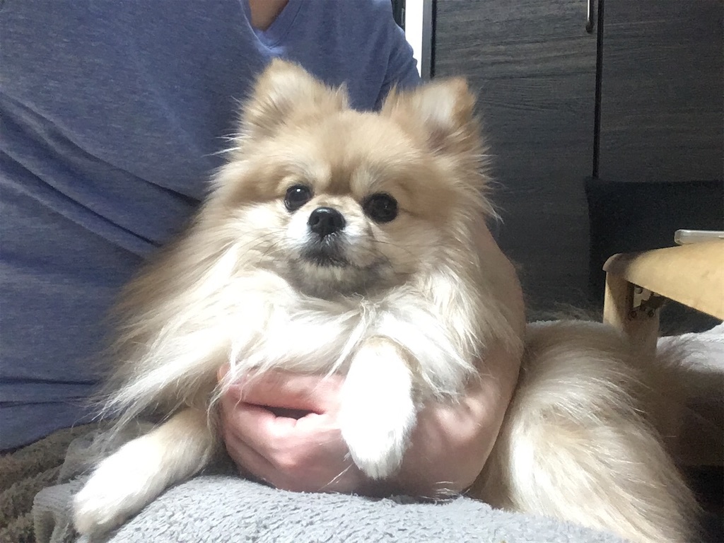 f:id:pomegoma:20210208182155j:image