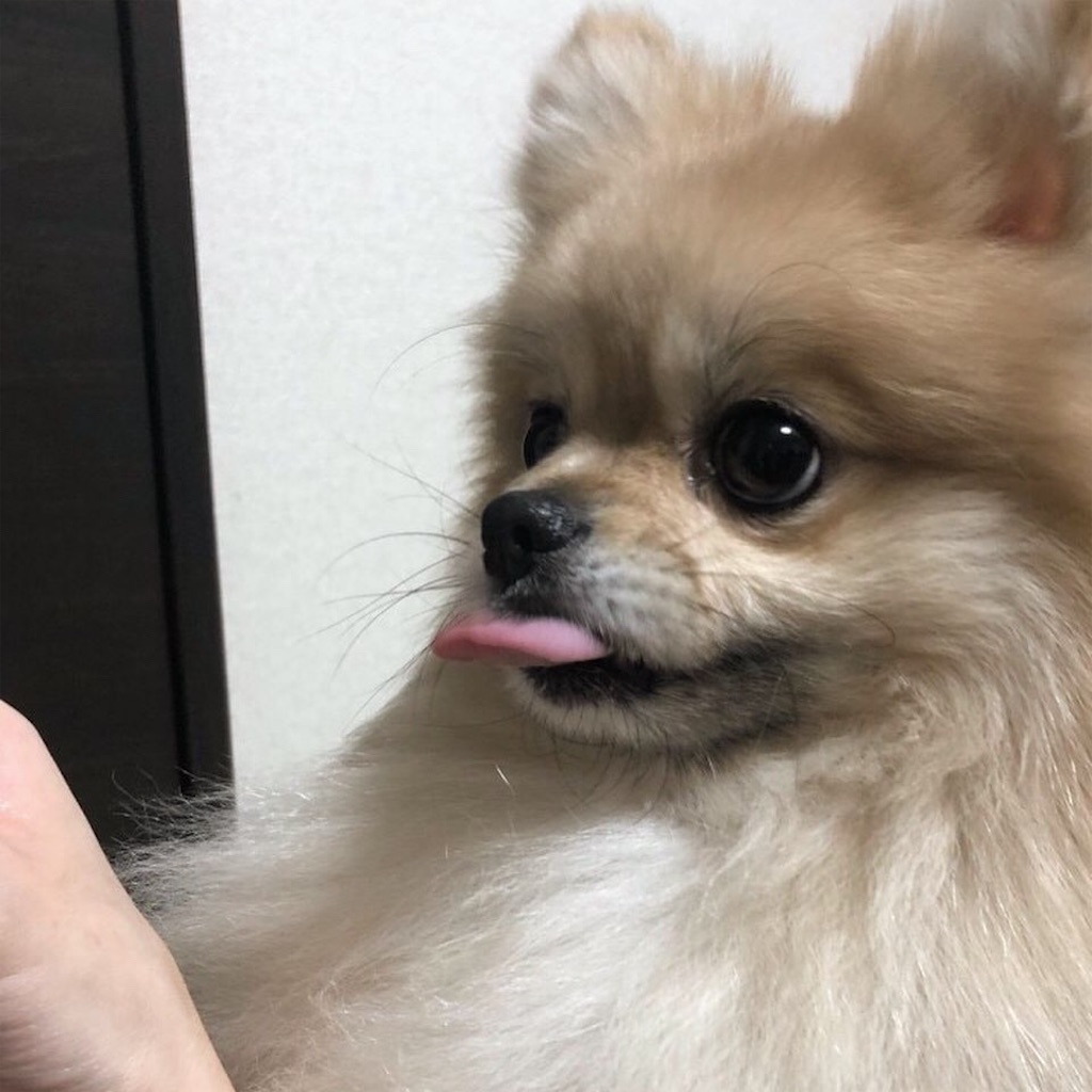 f:id:pomegoma:20210216122047j:image