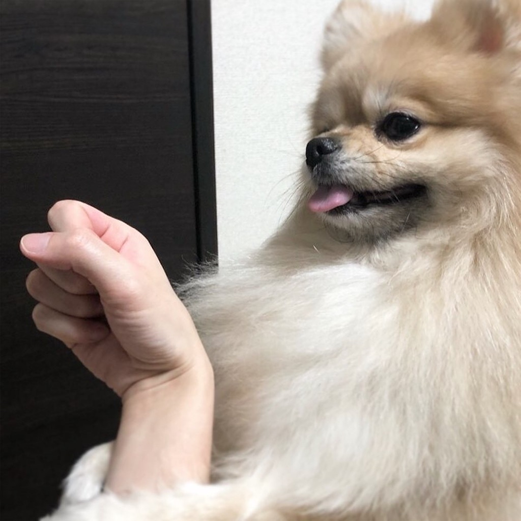 f:id:pomegoma:20210216122059j:image