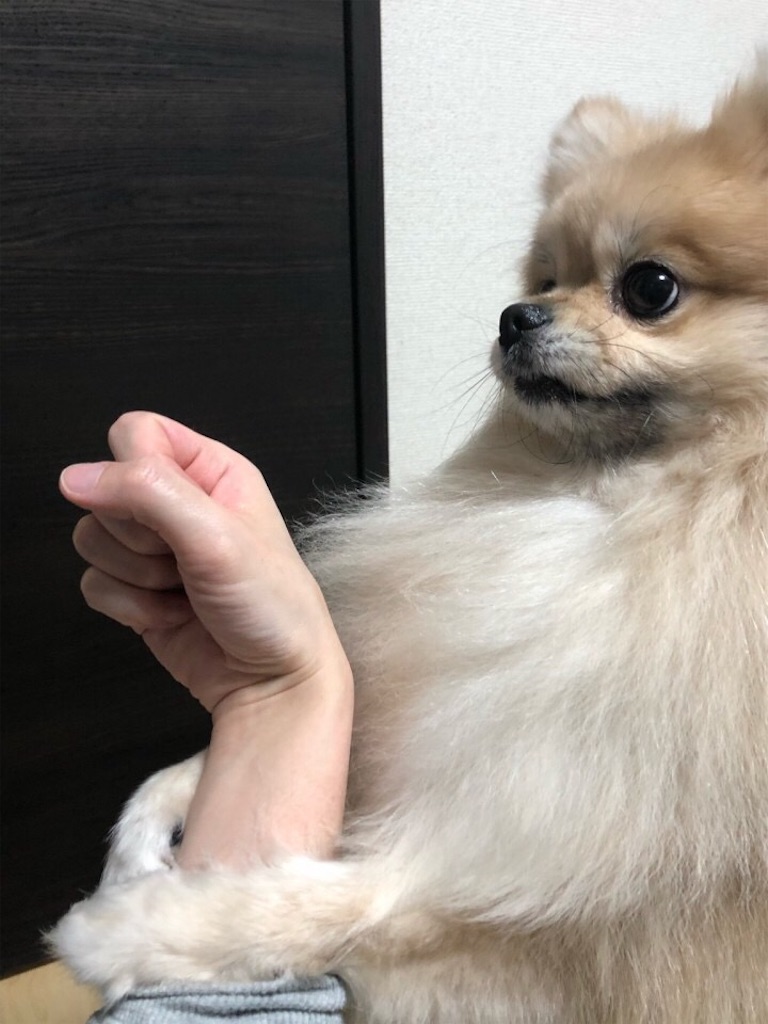 f:id:pomegoma:20210216122119j:image