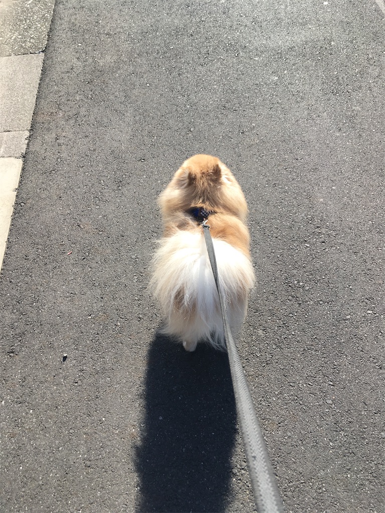 f:id:pomegoma:20210225152702j:image