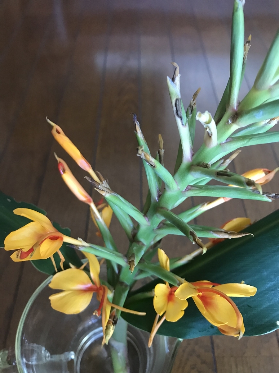 花茗荷 なにか ひとつ