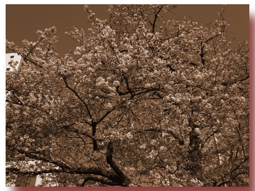 f:id:pomu2019:20200424164325j:plain f:id:pomu2019:20200424164325j:plain