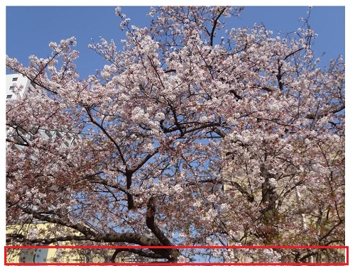 f:id:pomu2019:20200424170359j:plain f:id:pomu2019:20200424170359j:plain