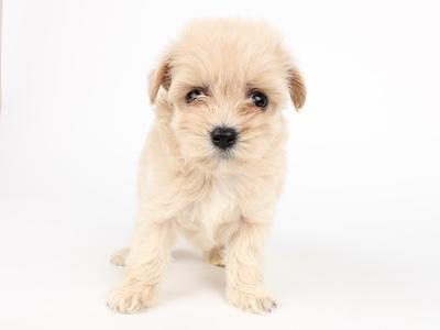 f:id:pomupomu611:20190627151903j:plain