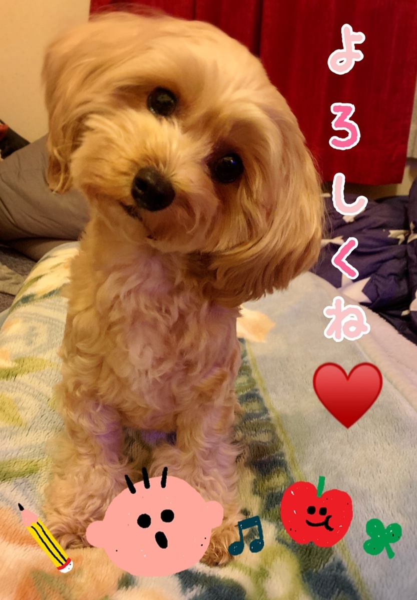 f:id:pomupomu611:20191119183306j:plain