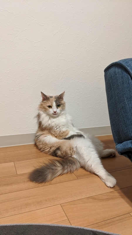 f:id:pomuresica96:20210131191126j:plain