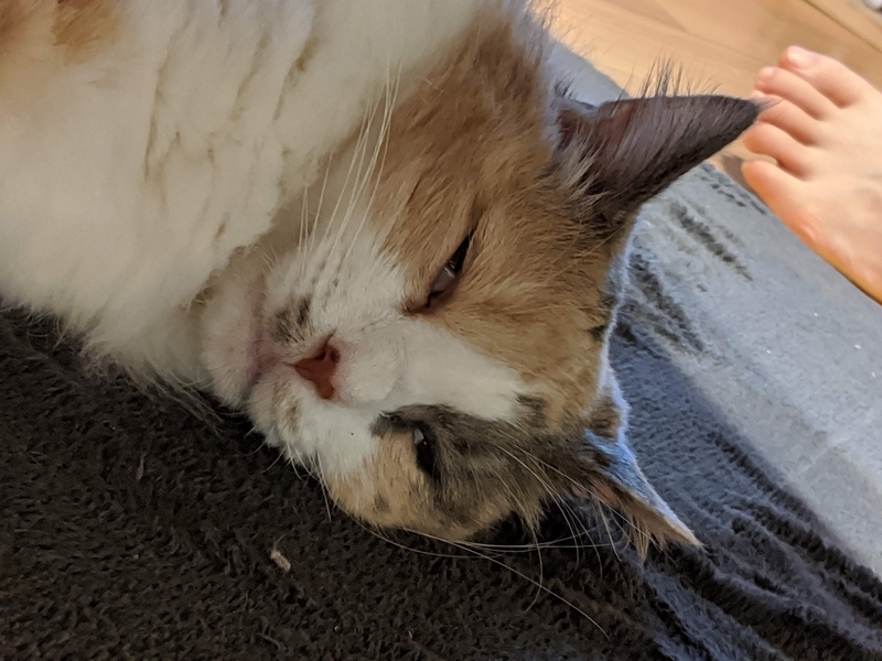 f:id:pomuresica96:20210131193953j:plain