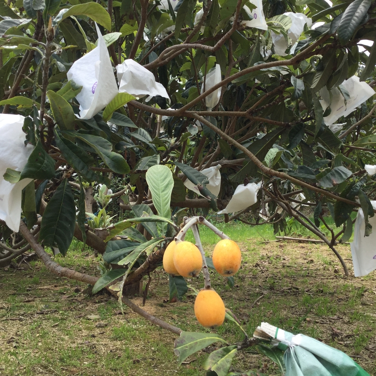 f:id:pon-pon-sun-gun:20190403233912j:plain