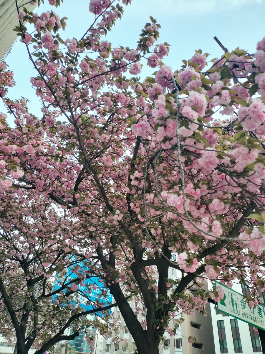 桜の写真
