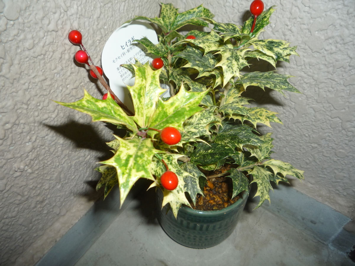 f:id:ponchoponchoponcho:20210206165106j:plain