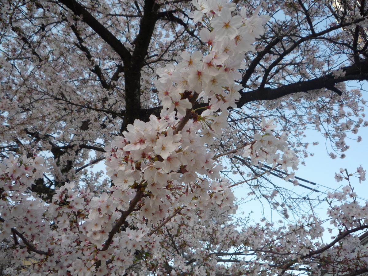 f:id:ponchoponchoponcho:20210403200658j:plain