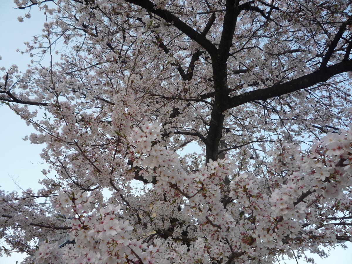 f:id:ponchoponchoponcho:20210403201000j:plain