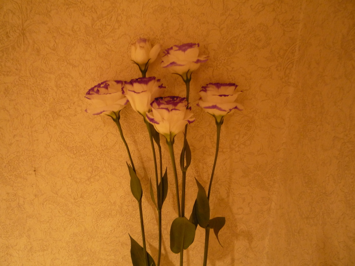 f:id:ponchoponchoponcho:20211010205213j:plain