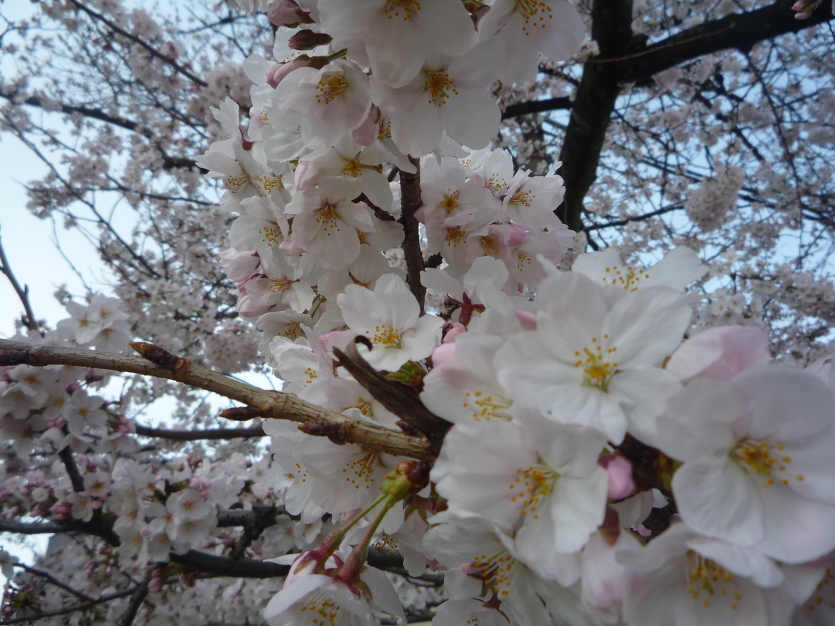 f:id:ponchoponchoponcho:20220403185945j:plain