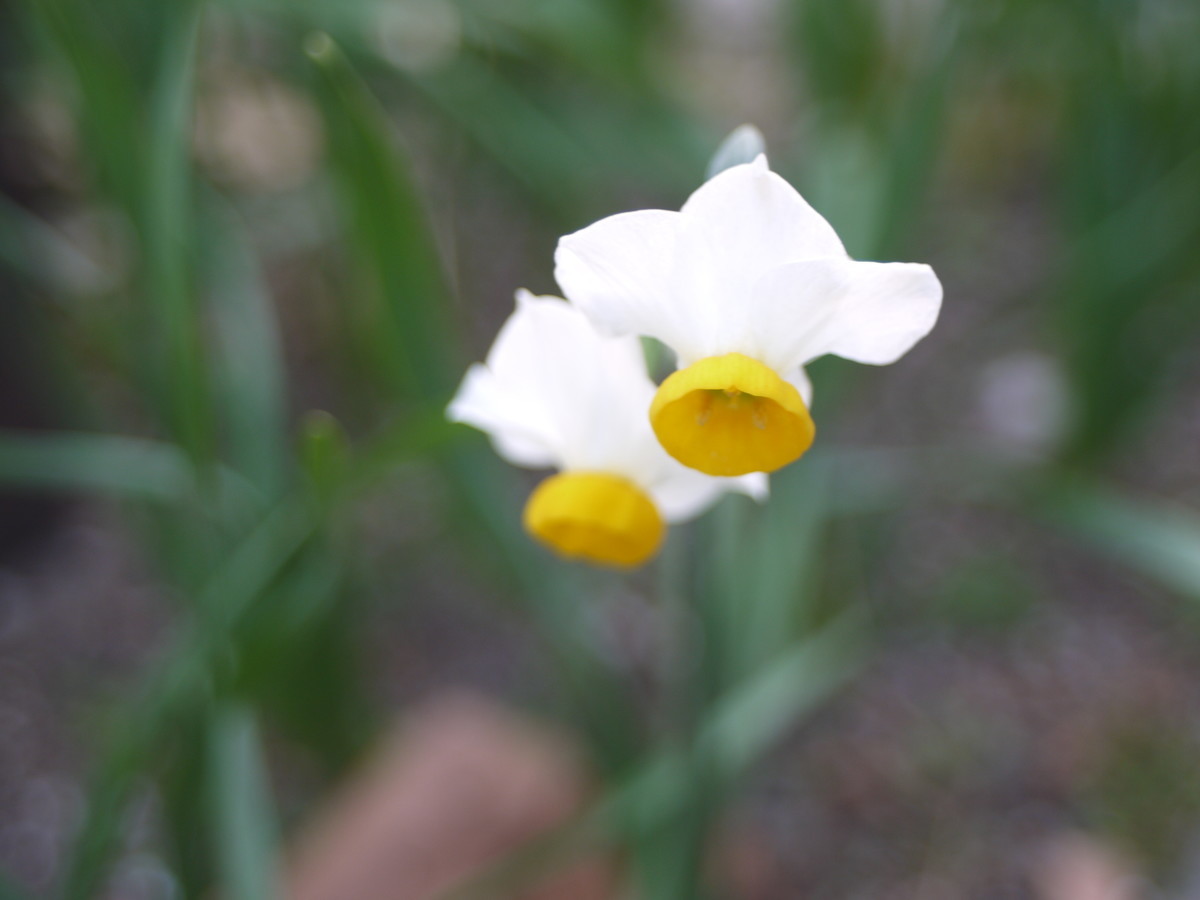 f:id:pondelion232:20200210125413j:plain